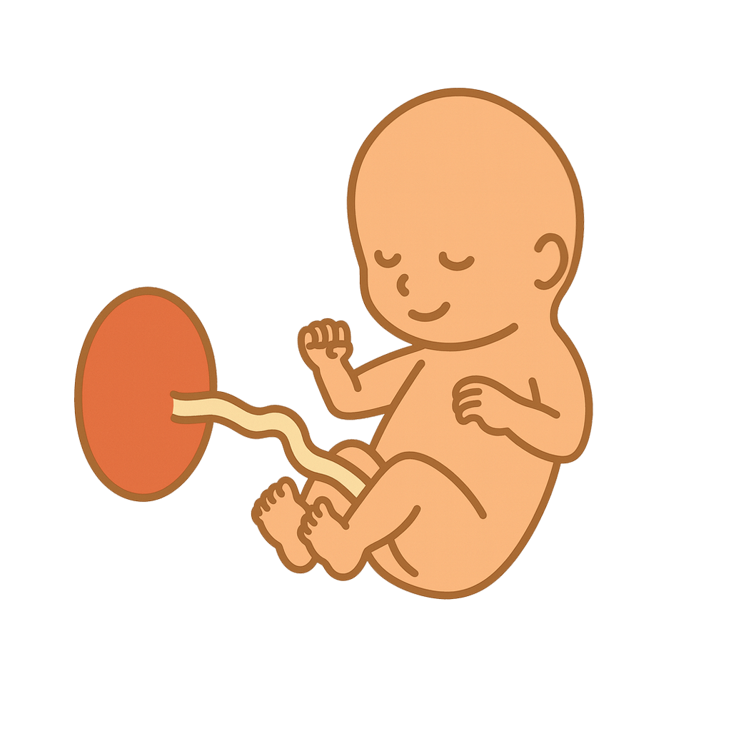 At 15 weeks, your baby is about 10 centimeters long, roughly the size of an apple.