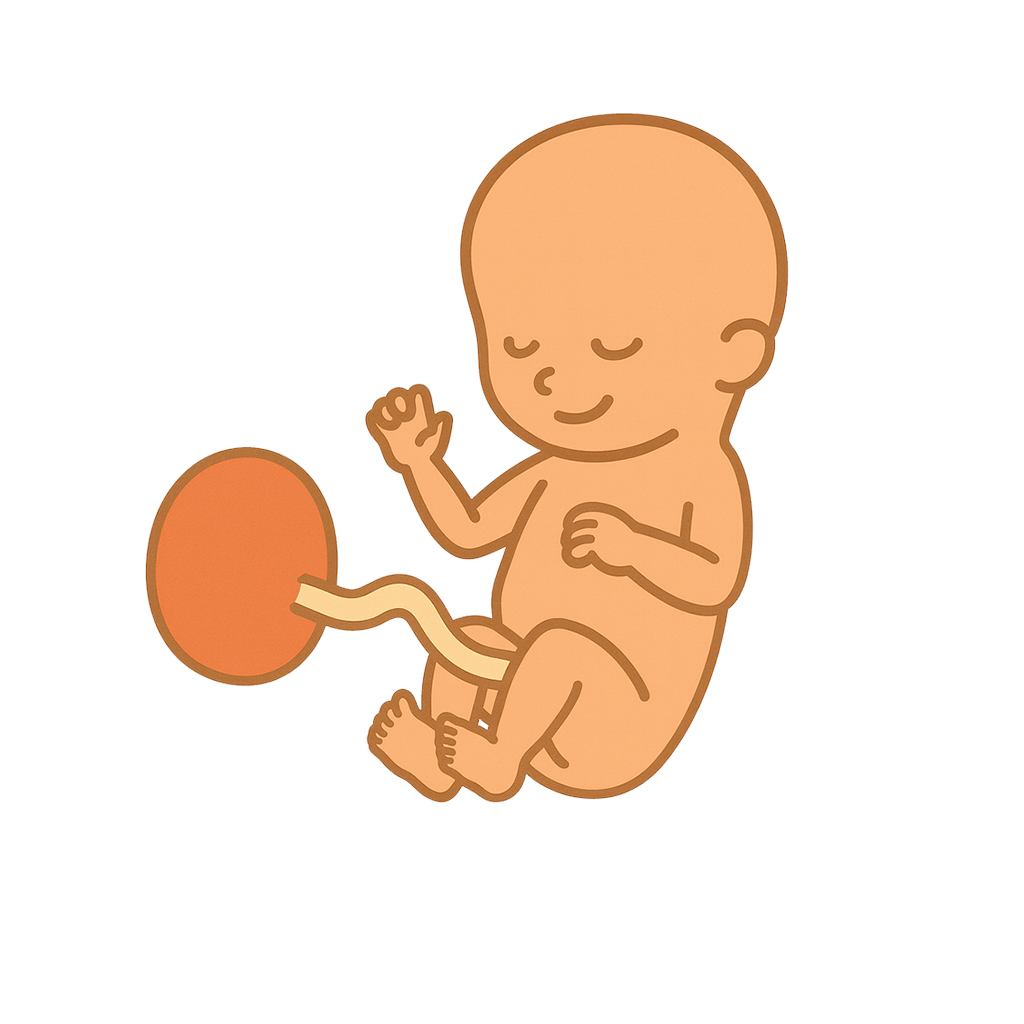 At 16 weeks, your baby is about 11.5 centimeters long, roughly the size of an avocado. Weighing in at around 3.5 ounces, your little one is gaining weight and getting ready for a growth spurt.