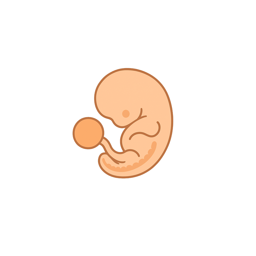 Take a moment to reflect on the marvel that is the human heart, especially one so small.