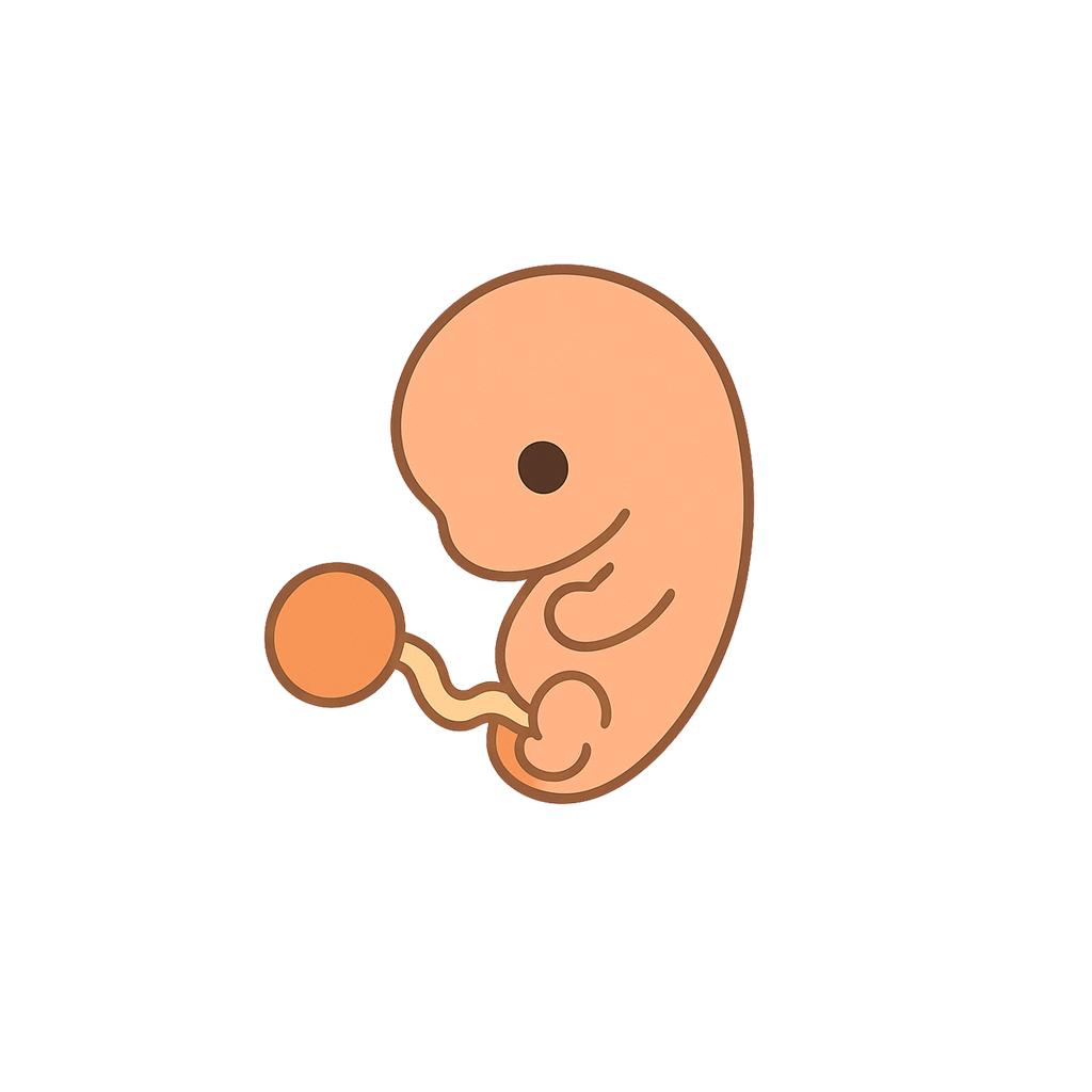 At eight weeks, your little one transitions from an embryo to a fetus, a term that originates from Latin meaning 'offspring.'